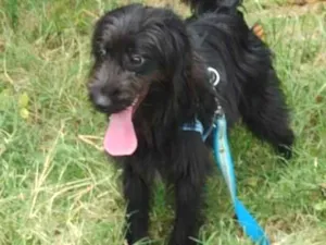 Cachorro raça Poodle idade 1 ano nome ZEUS