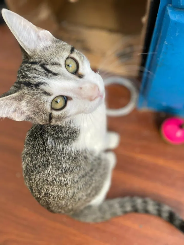 Gato raça SRD-ViraLata idade 2 a 6 meses nome Cebolinha