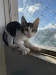 Cebolinha