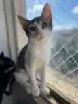 Cebolinha
