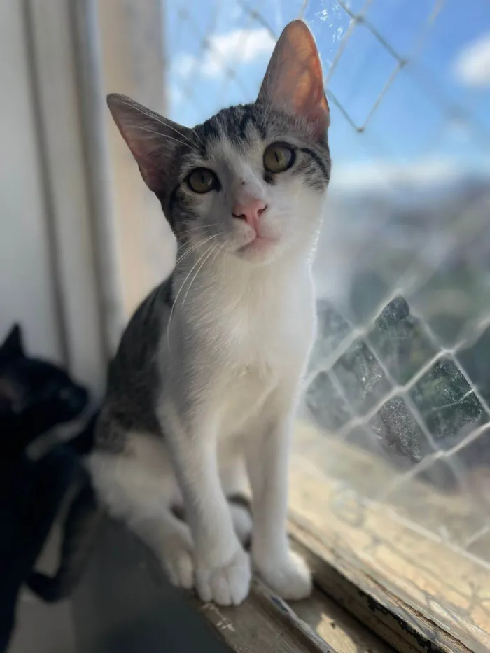 Gato raça SRD-ViraLata idade 2 a 6 meses nome Cebolinha
