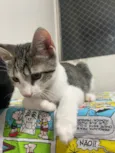 Cebolinha