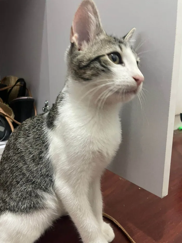 Gato raça SRD-ViraLata idade 2 a 6 meses nome Cebolinha