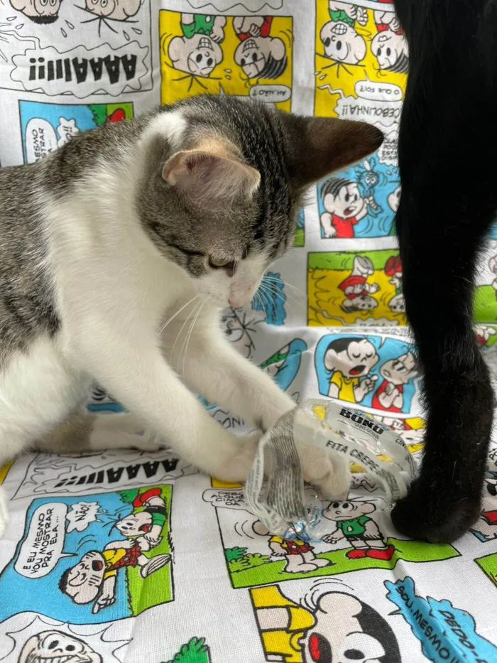 Gato raça SRD-ViraLata idade 2 a 6 meses nome Cebolinha