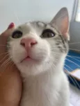 Cebolinha