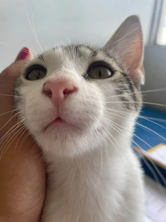 Gato raça SRD-ViraLata idade 2 a 6 meses nome Cebolinha