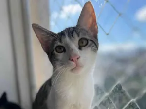 Gato raça SRD-ViraLata idade 2 a 6 meses nome Cebolinha