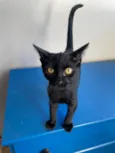 Chico