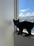 Chico