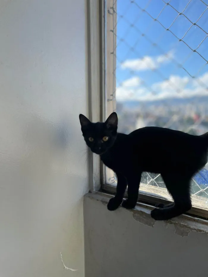 Gato raça SRD-ViraLata idade 2 a 6 meses nome Chico