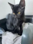 Chico