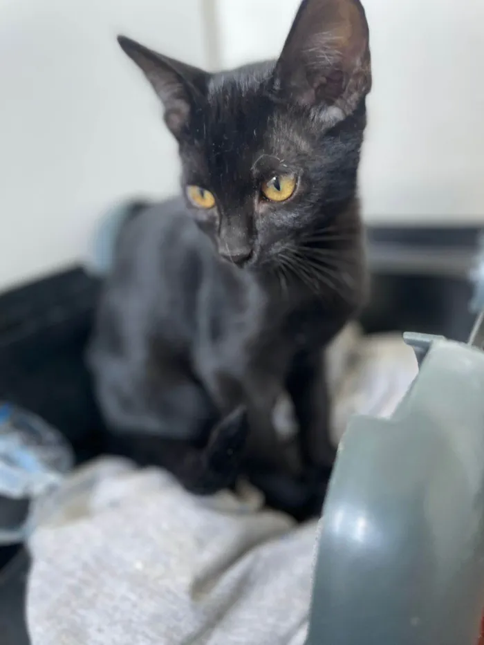 Gato raça SRD-ViraLata idade 2 a 6 meses nome Chico