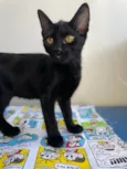 Chico
