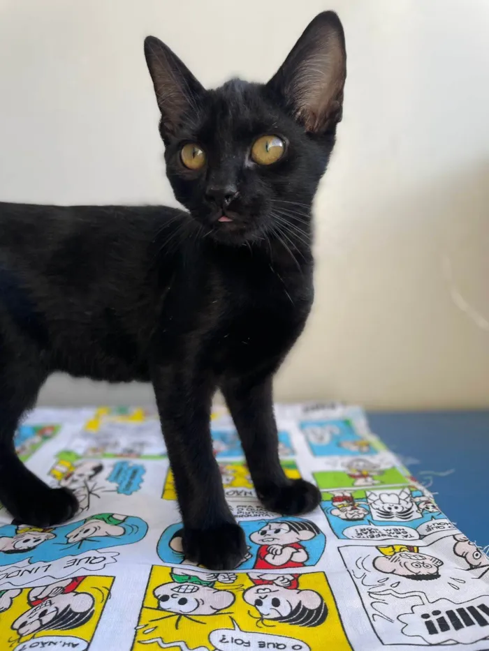 Gato raça SRD-ViraLata idade 2 a 6 meses nome Chico