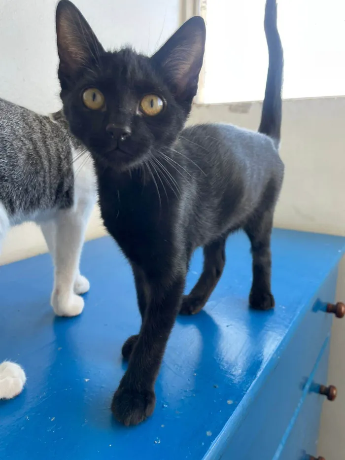 Gato raça SRD-ViraLata idade 2 a 6 meses nome Chico