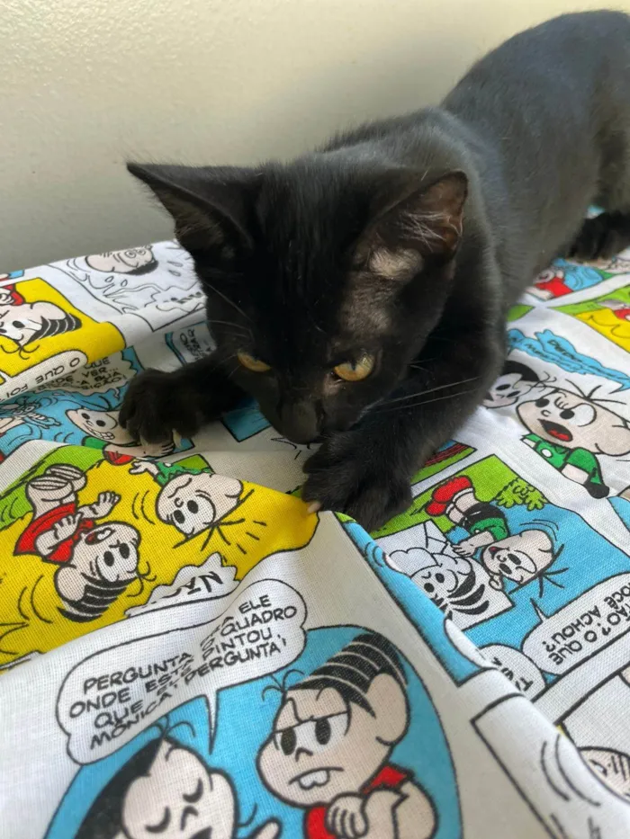 Gato raça SRD-ViraLata idade 2 a 6 meses nome Chico