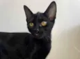 Chico