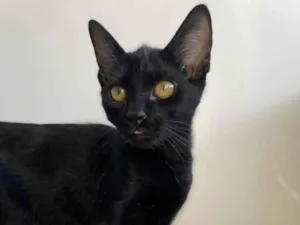 Gato raça SRD-ViraLata idade 2 a 6 meses nome Chico
