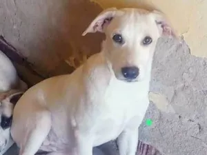 Cachorro raça SRD-ViraLata idade 2 a 6 meses nome Leila