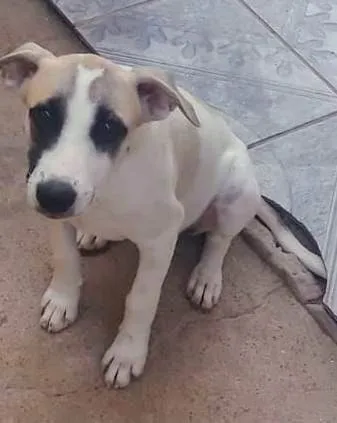 Cachorro ra a SRD-ViraLata idade 2 a 6 meses nome Naila