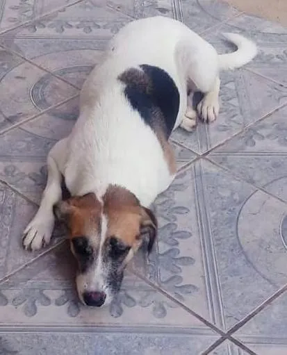 Cachorro ra a SRD-ViraLata idade 2 a 6 meses nome Naila