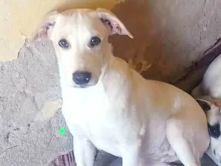 Cachorro ra a SRD-ViraLata idade 2 a 6 meses nome Leila