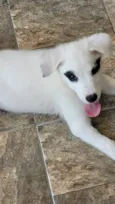 Hana