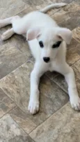 Hana