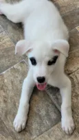 Hana
