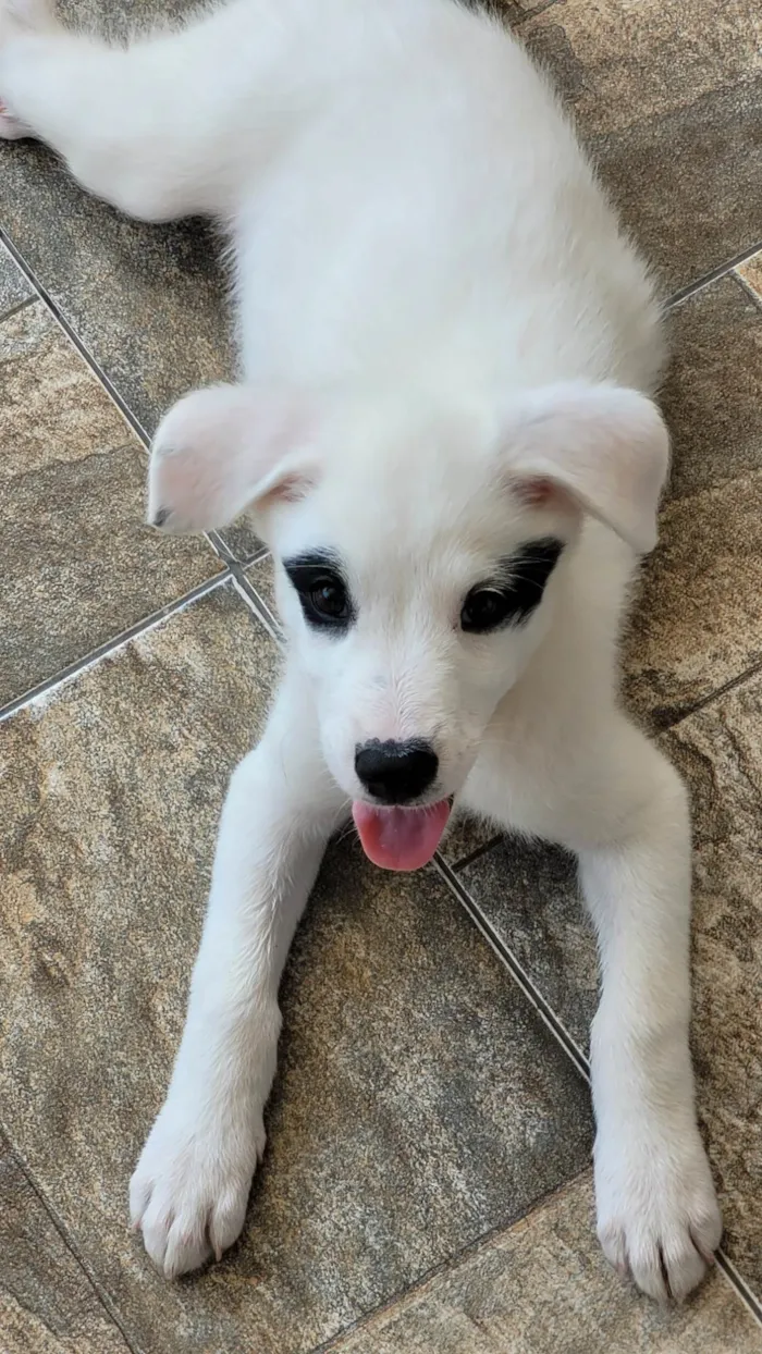 Cachorro ra a SRD-ViraLata idade 2 a 6 meses nome Hana