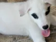 Hana