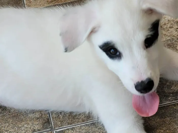 Cachorro ra a SRD-ViraLata idade 2 a 6 meses nome Hana