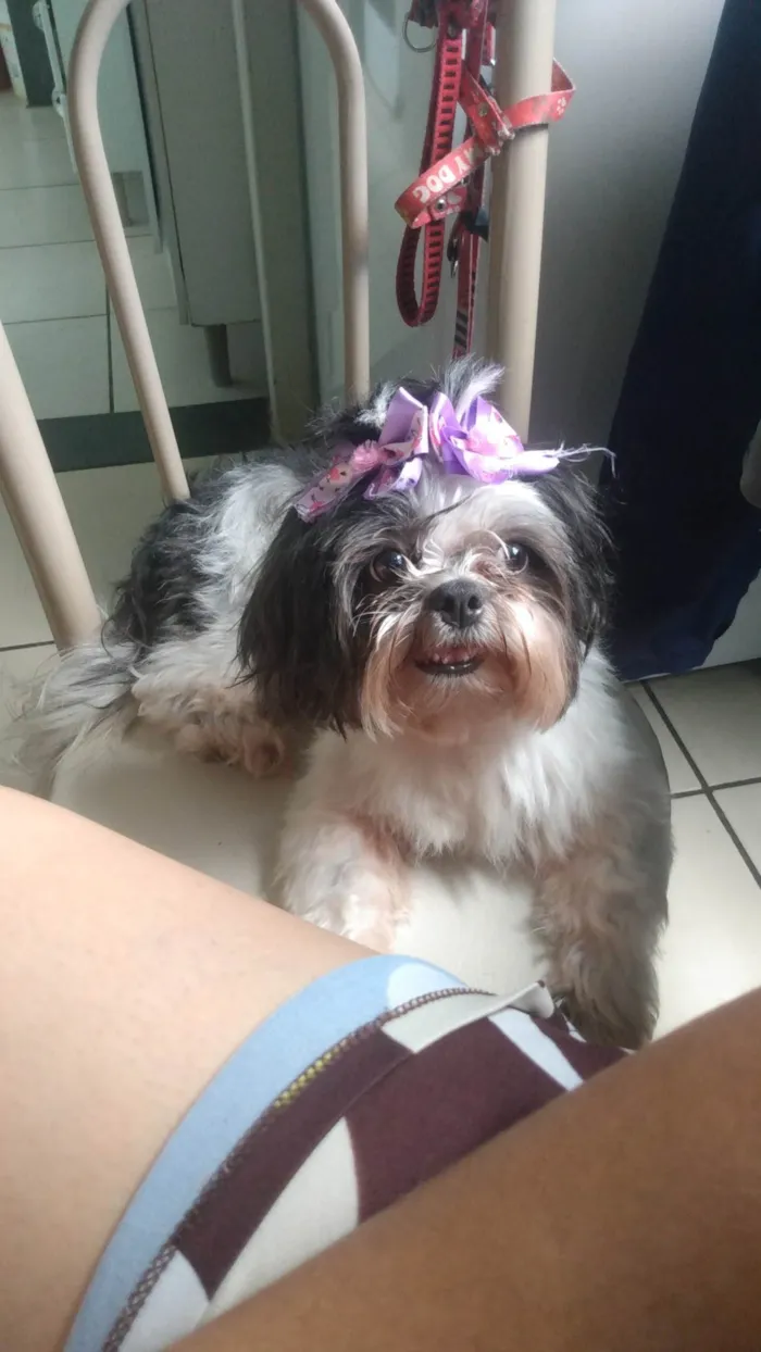 Cachorro ra a Shitus  idade 4 anos nome Raica