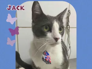 Gato raça Srd idade 3 anos nome Jack Tequila 