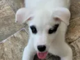Hana