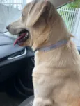 CIRO