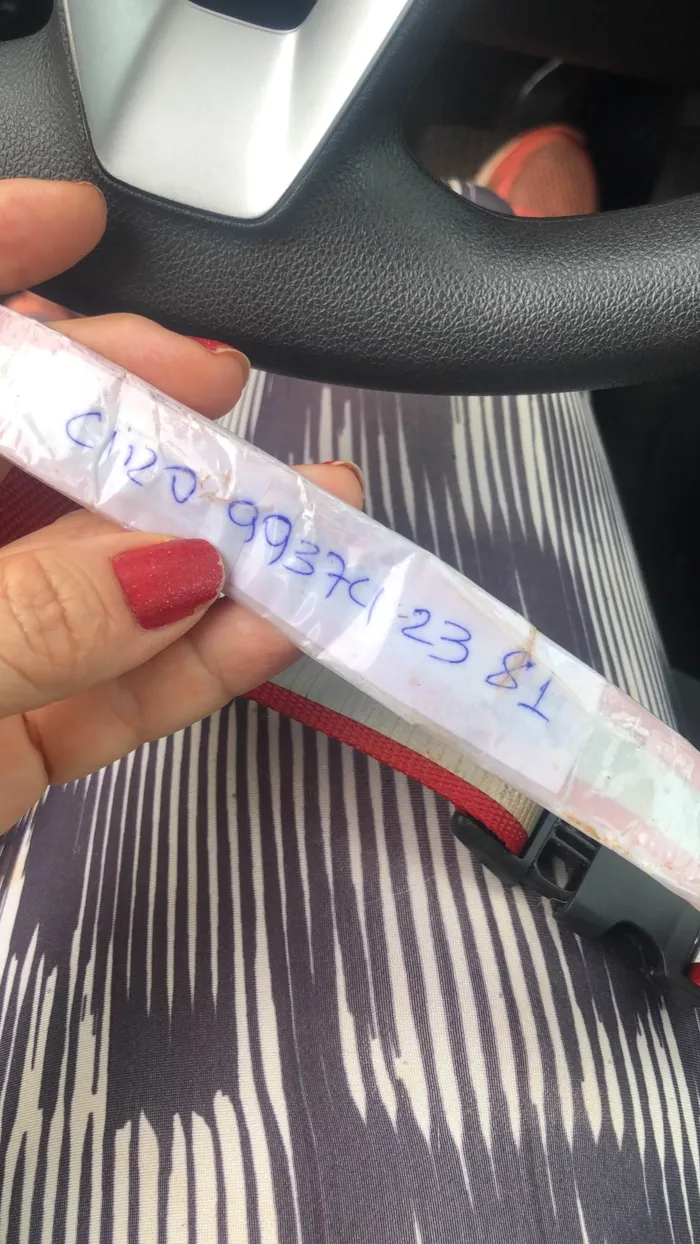 Cachorro ra a Labrador idade 7 a 11 meses nome CIRO