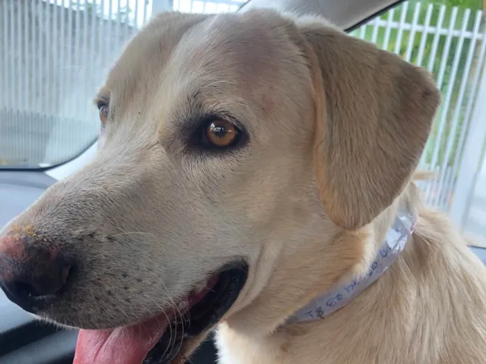 Cachorro ra a Labrador idade 7 a 11 meses nome CIRO