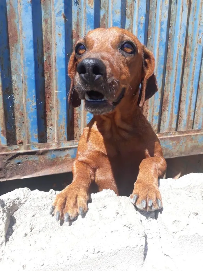 Cachorro ra a SRD-ViraLata idade 2 anos nome Sem Nome