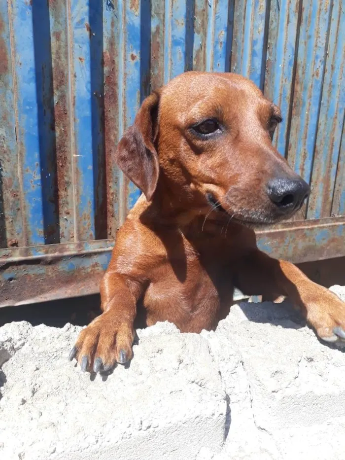 Cachorro ra a SRD-ViraLata idade 2 anos nome Sem Nome
