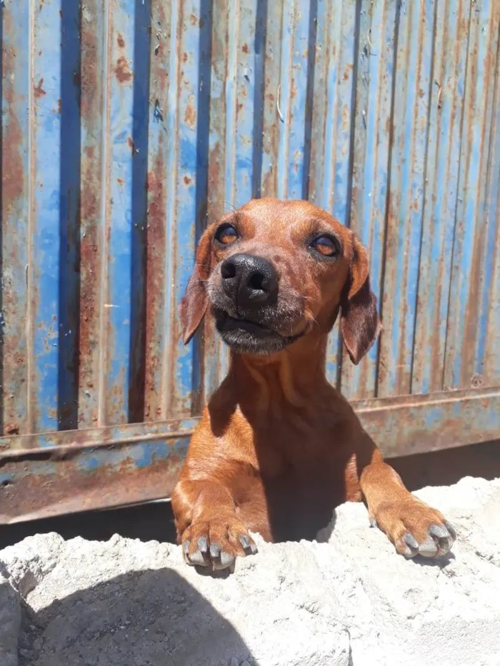 Cachorro ra a SRD-ViraLata idade 2 anos nome Sem Nome