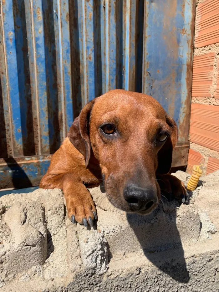 Cachorro ra a SRD-ViraLata idade 2 anos nome Sem Nome