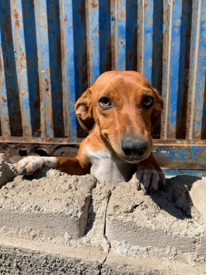 Cachorro ra a SRD-ViraLata idade 2 anos nome Sem Nome