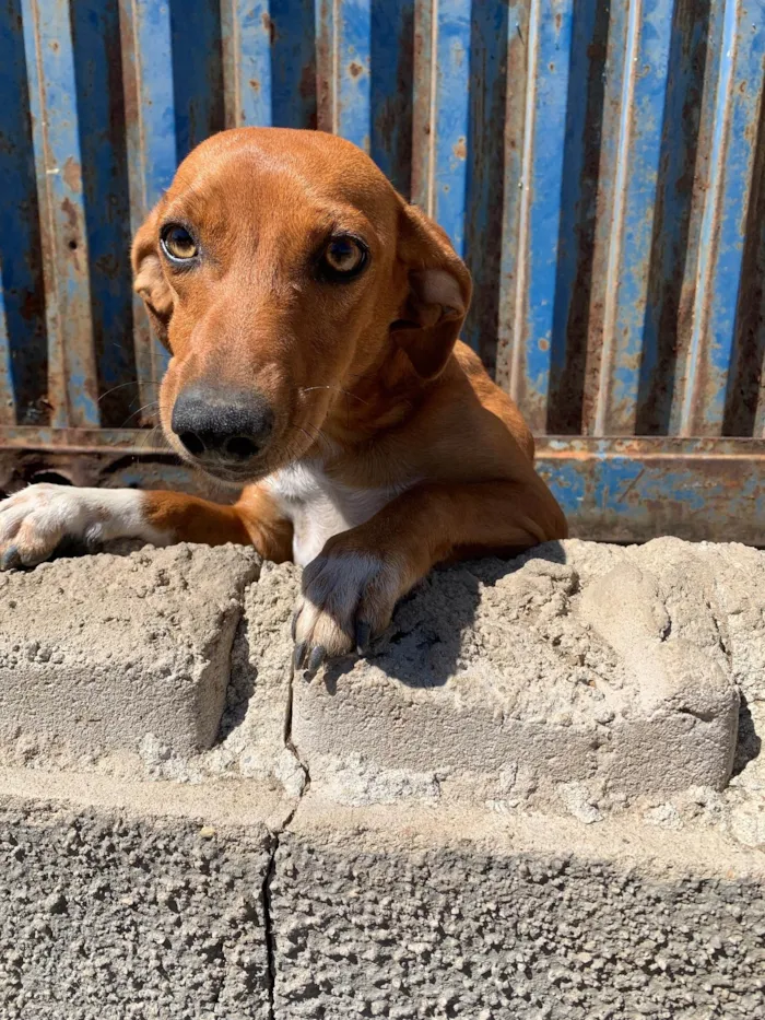 Cachorro ra a SRD-ViraLata idade 2 anos nome Sem Nome