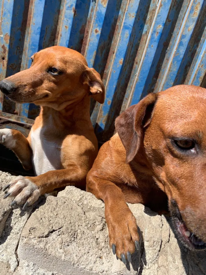 Cachorro ra a SRD-ViraLata idade 2 anos nome Sem Nome