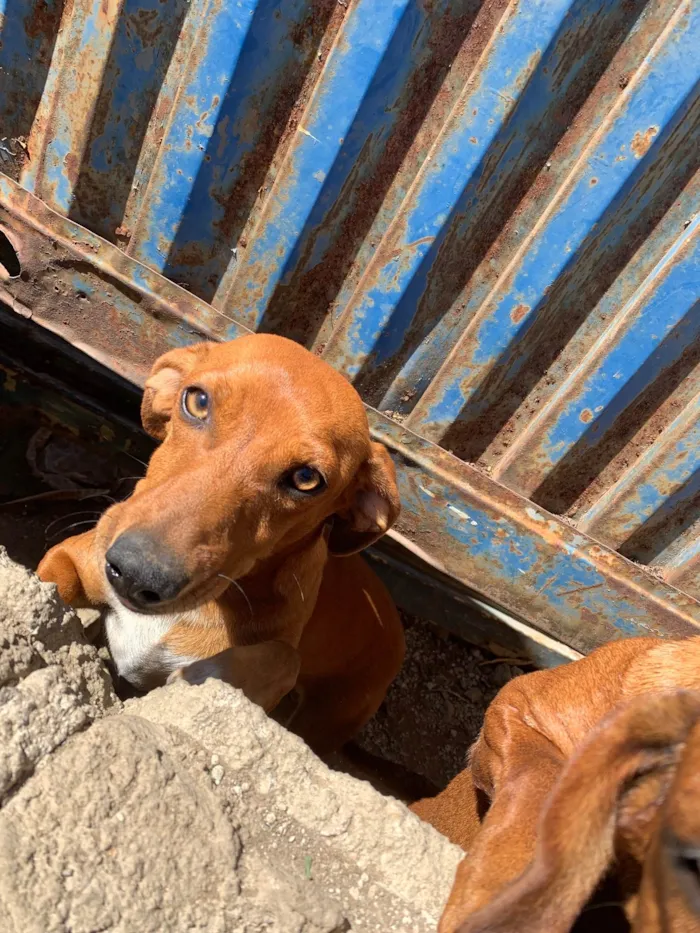 Cachorro ra a SRD-ViraLata idade 2 anos nome Sem Nome