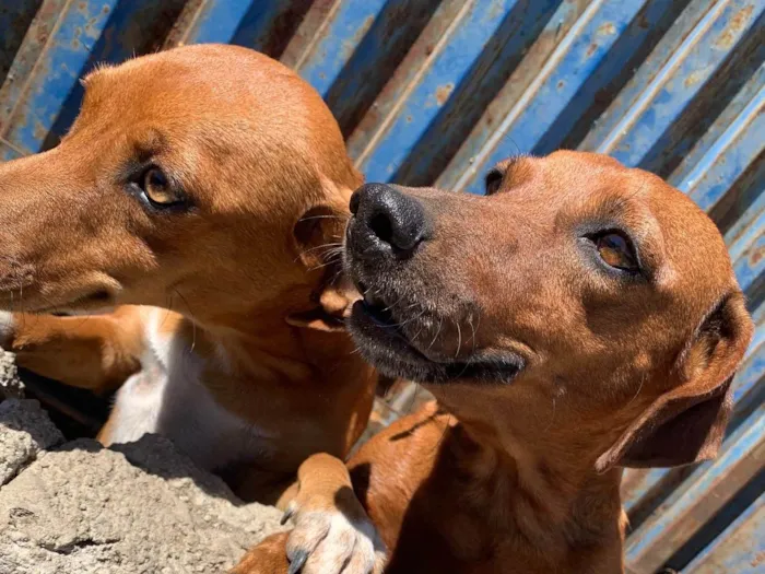 Cachorro ra a SRD-ViraLata idade 2 anos nome Sem Nome