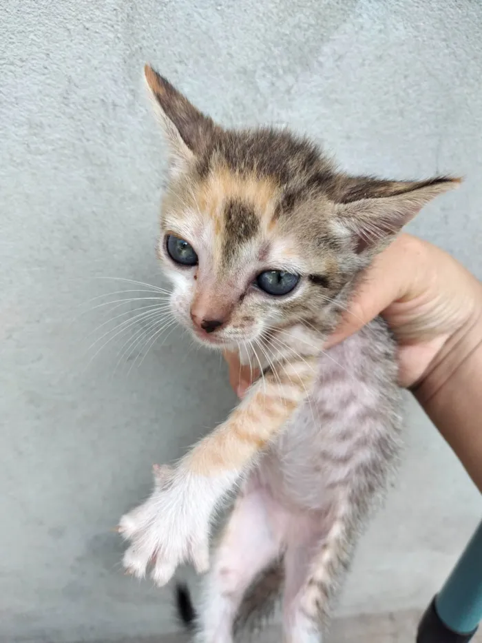 Gato raça  idade 2 a 6 meses nome Jin