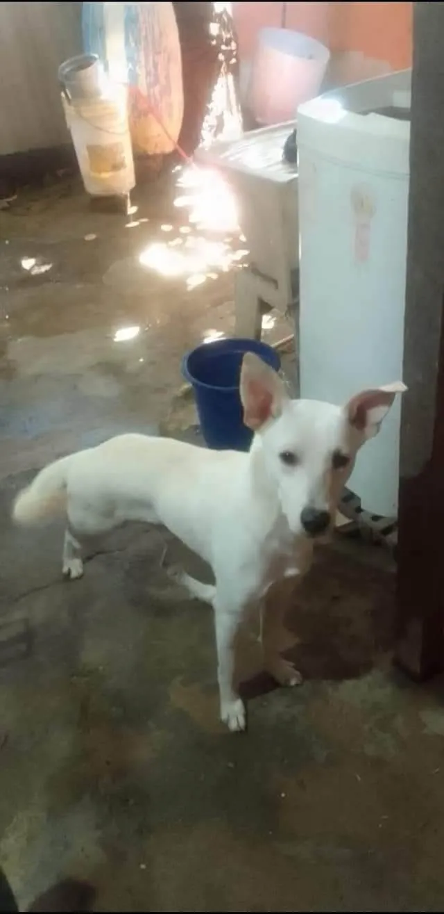 Cachorro ra a SRD-ViraLata idade 1 ano nome Bethoven