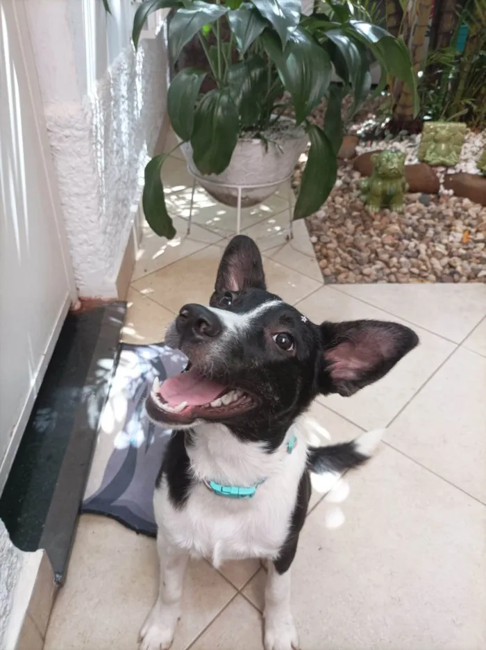 Cachorro raça SRD-ViraLata idade 7 a 11 meses nome Ariel 